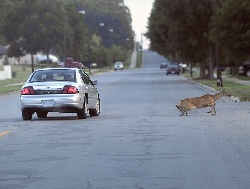 Virginia’s roadkill bill boosting access to dead animals is heading to the Governor